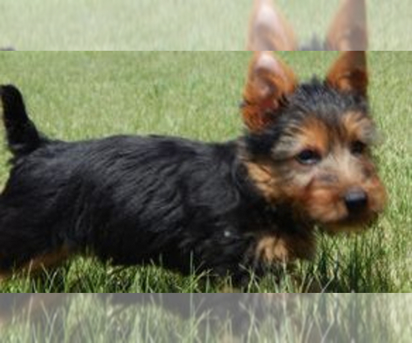 Medium Photo #3 Australian Terrier Puppy For Sale in WHITEWOOD, SD, USA