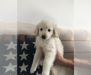 Goldendoodle (Miniature) Puppy for sale in PERRINEVILLE, NJ, USA