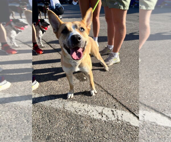 Medium Photo #2 Siberian Husky-Unknown Mix Puppy For Sale in Pierceton , IN, USA