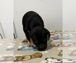 Small Photo #10 Carlin Pinscher Puppy For Sale in COBB, WI, USA