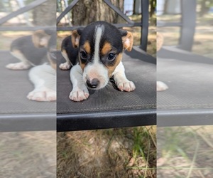 Rat Terrier Puppy for Sale in WHITAKERS, North Carolina USA