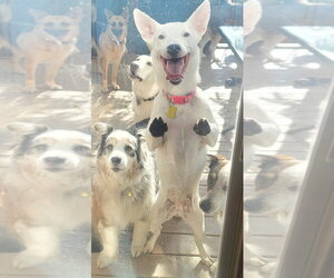 Ana Lucia - Female Mutt Dog for Adoption - Photo #2