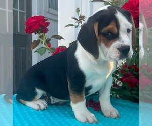 Beabull Puppy for sale in ARTHUR, IL, USA