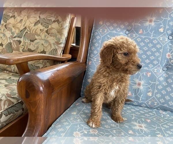 Medium Photo #2 Goldendoodle (Miniature) Puppy For Sale in LA VALLE, WI, USA