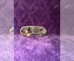 Small Photo #22 Dachshund Puppy For Sale in BLMGTN, IN, USA