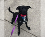 Small #1 Beagle Mix