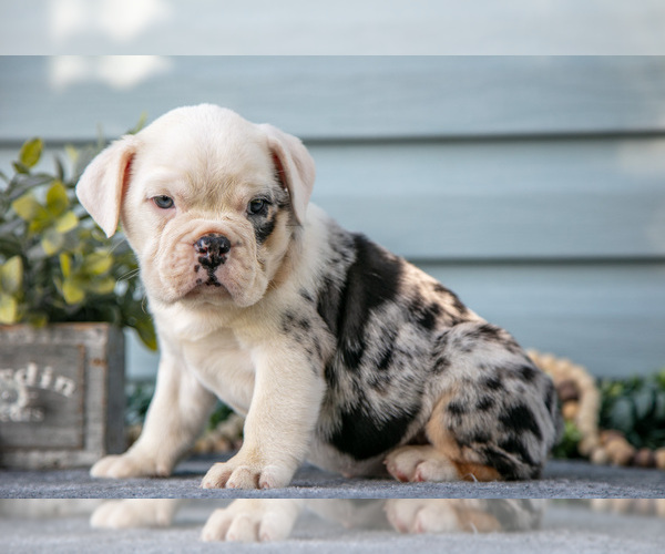 Medium Photo #17 Beabull Puppy For Sale in MILLERSBURG, OH, USA