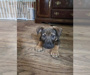 American Pit Bull Terrier-German Shepherd Dog Mix Puppy for sale in GENOA, IL, USA