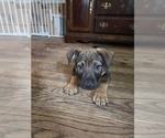 Small American Pit Bull Terrier-German Shepherd Dog Mix