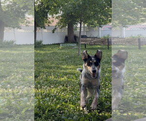 Mutt Dogs for adoption in Columbus, IN, USA