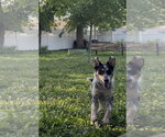 Small Mutt