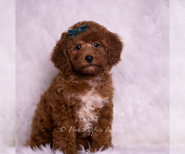 Medium Photo #4 Goldendoodle (Miniature) Puppy For Sale in WARSAW, IN, USA