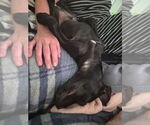 Small #5 Mutt