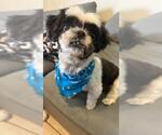 Small #3 Shih Tzu