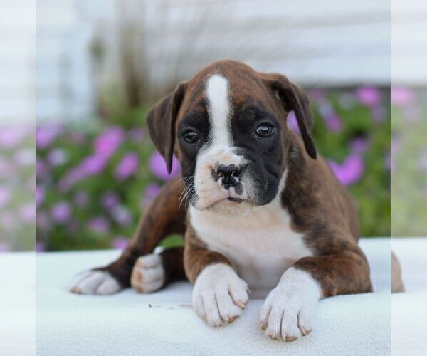 Medium Photo #1 Boxer Puppy For Sale in GORDONVILLE, PA, USA