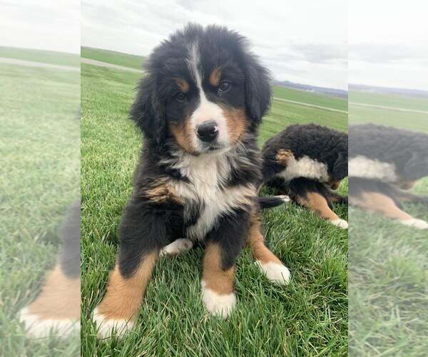 Medium Photo #2 Bernese Mountain Dog Puppy For Sale in BROWNSTOWN, IN, USA