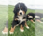 Small Photo #2 Bernese Mountain Dog Puppy For Sale in BROWNSTOWN, IN, USA