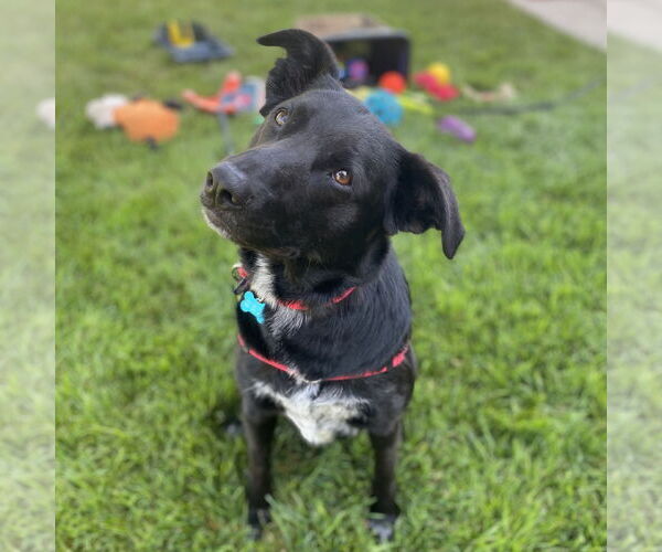 Medium Photo #1 Mutt Puppy For Sale in Fargo, ND, USA