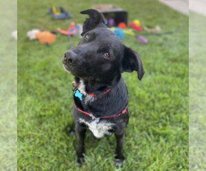 Mutt Dogs for adoption in Fargo, ND, USA