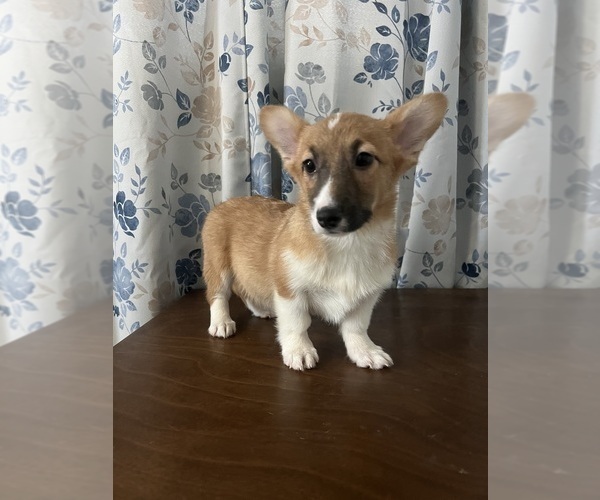 Medium Photo #24 Pembroke Welsh Corgi Puppy For Sale in DURHAM, CT, USA