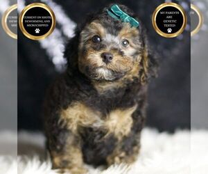 Poodle (Toy) Puppy for sale in WARSAW, IN, USA