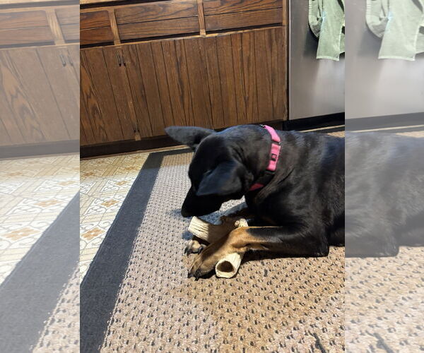 Medium Photo #4 Doberman Pinscher-German Shepherd Dog Mix Puppy For Sale in Minneaoplis, MN, USA