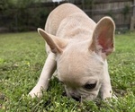 Small #2 French Bulldog