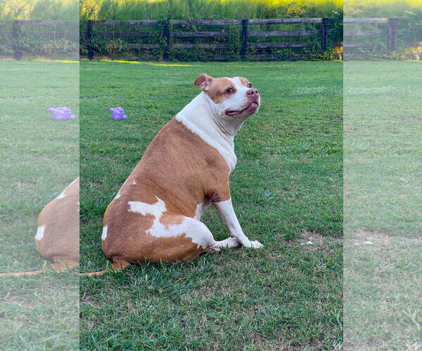 Medium Photo #14 American Staffordshire Terrier-Unknown Mix Puppy For Sale in Holly Springs, NC, USA