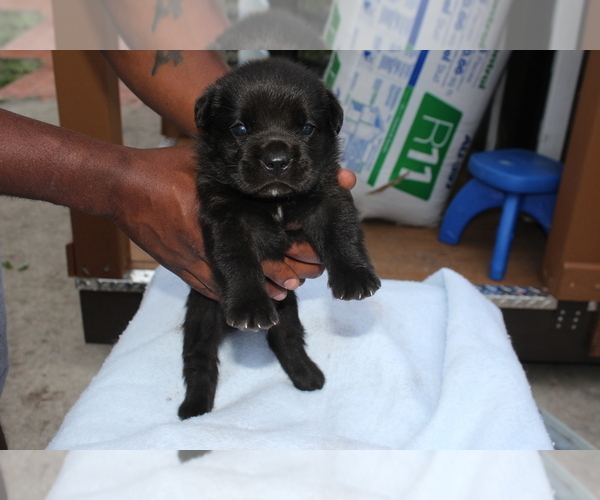 Medium Photo #4 Cane Corso Puppy For Sale in MIAMI GARDENS, FL, USA