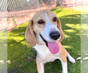 Pebbles - Female Mutt Dog for Adoption - Photo #2