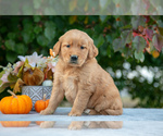 Puppy Nessy Golden Retriever