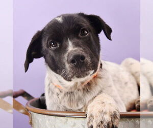 Border Collie-Unknown Mix Dogs for adoption in Sheridan, CO, USA