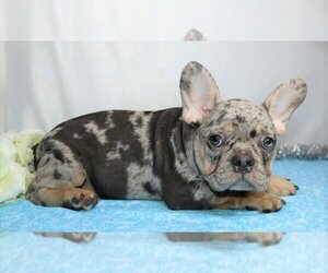 French Bulldog Puppy for sale in FREDERICKSBG, OH, USA