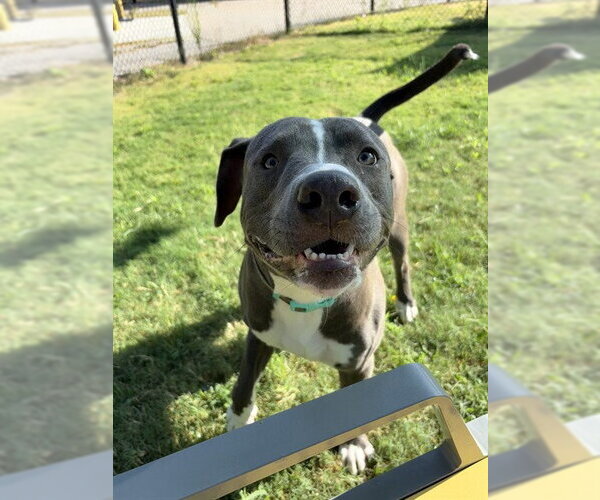 Medium Photo #2 Mutt Puppy For Sale in Temple, TX, USA