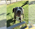 Small #1 Mutt