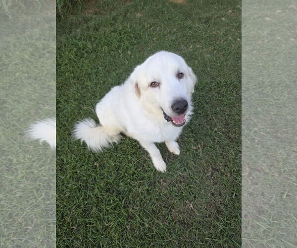 Medium Photo #6 Great Pyrenees-Unknown Mix Puppy For Sale in Houston, TX, USA