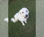 Small #5 Great Pyrenees Mix