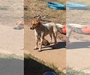 Australian Cattle Dog-Mutt Mix Dogs for adoption in ODESSA, TX, USA