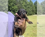 Small Photo #9 Doberman Pinscher Puppy For Sale in CHESTER, SC, USA