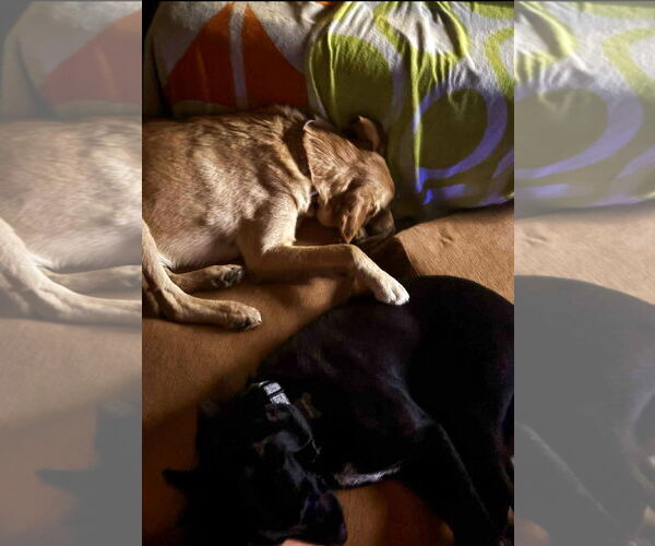 Medium Photo #4 Labrador Retriever-Unknown Mix Puppy For Sale in San Diego, CA, USA