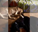Small #3 Labrador Retriever Mix