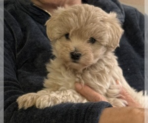 Poo-Ton (Miniature) Puppy for Sale in EDMONDS, Washington USA