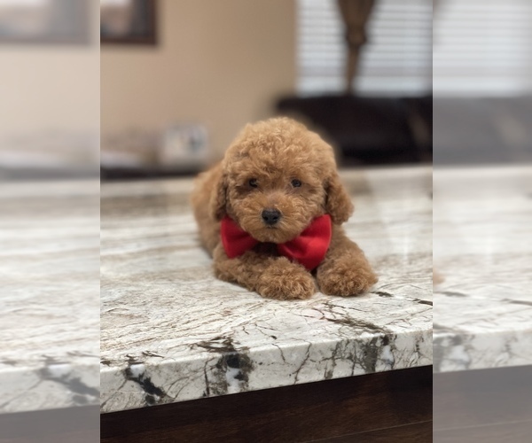 Medium Photo #2 Poodle (Toy) Puppy For Sale in TAMPA, FL, USA