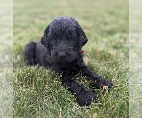 Medium Photo #5 Goldendoodle Puppy For Sale in HOWARD CITY, MI, USA