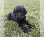 Small Photo #32 Goldendoodle Puppy For Sale in HOWARD CITY, MI, USA