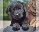 Small #4 Mutt