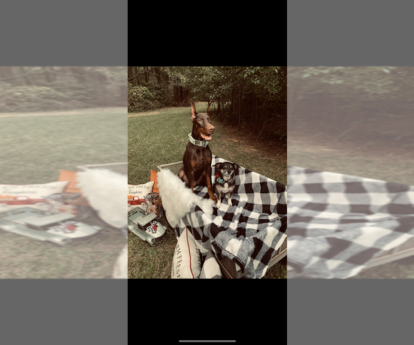 Medium Photo #6 Doberman Pinscher Puppy For Sale in LIVINGSTON, LA, USA