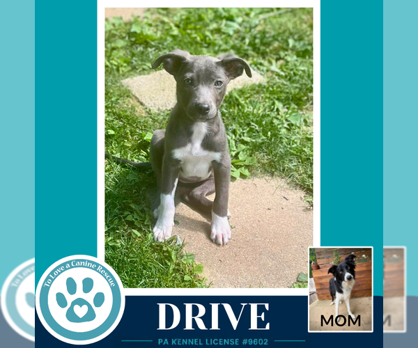 Medium Photo #4 Borador Puppy For Sale in Kimberton, PA, USA
