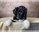 Small Photo #2 Aussiedoodle Puppy For Sale in CONCORD, NC, USA