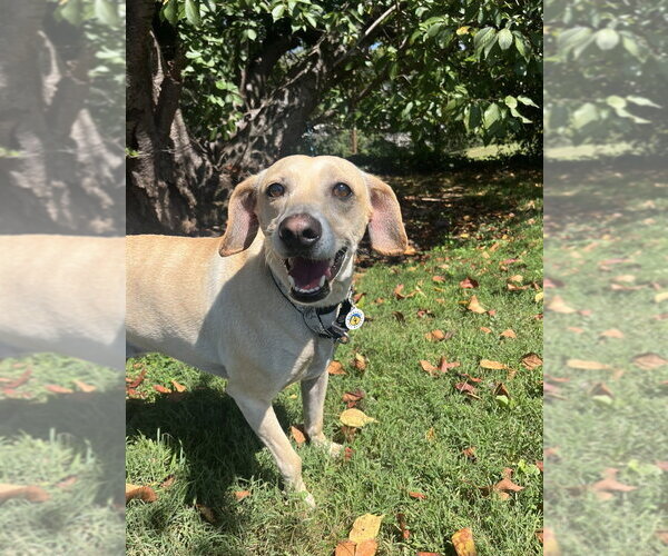 Medium Photo #7 Mutt Puppy For Sale in Candler, NC, USA